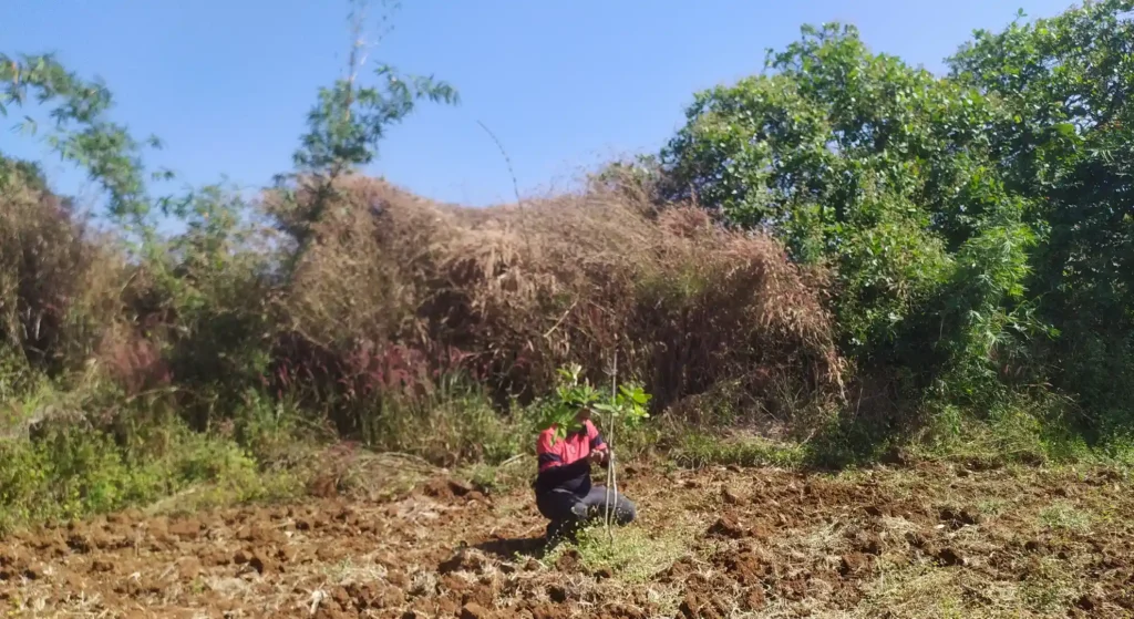 images of csr activity of tree plantation